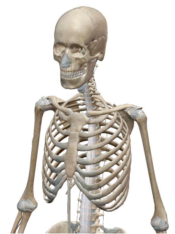 SISTEMA ESQUELÉTICO Figura 1- Esqueleto superior humano (retirado de visiblebody.