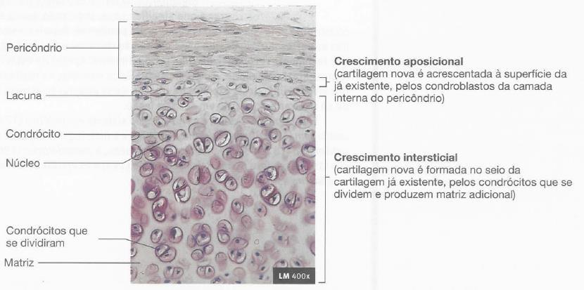 A remodelação óssea dá-se pela remoção de tecido ósseo antigo e a deposição de tecido ósseo novo.