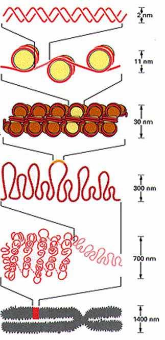 DNA > Nucleossomos > Solenóide >