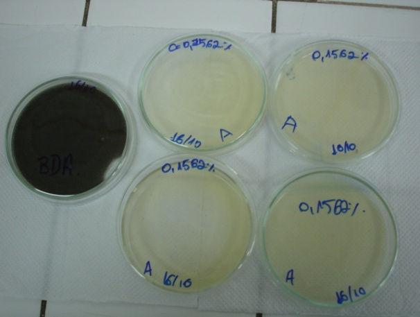 desenvolvimento micelial dos fungos Aspergillus niger e Penicillium