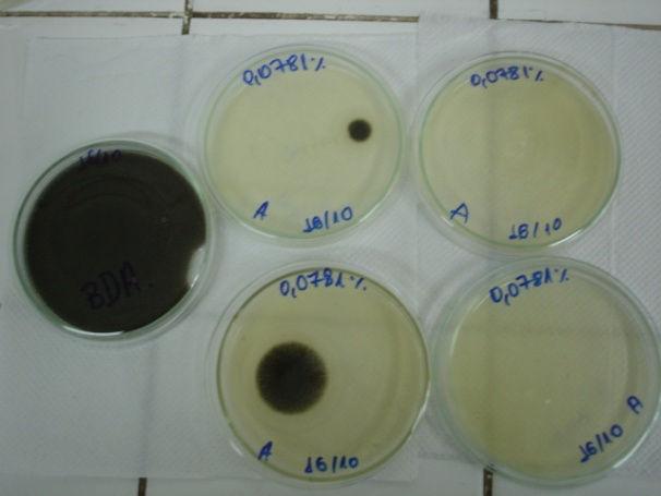 Foto 4. Não Eficiência do extrato oleoso na concentração 0,078125% em inibir o desenvolvimento micelial dos fungos Aspergillus niger e Penicillium spp. Foto 5.