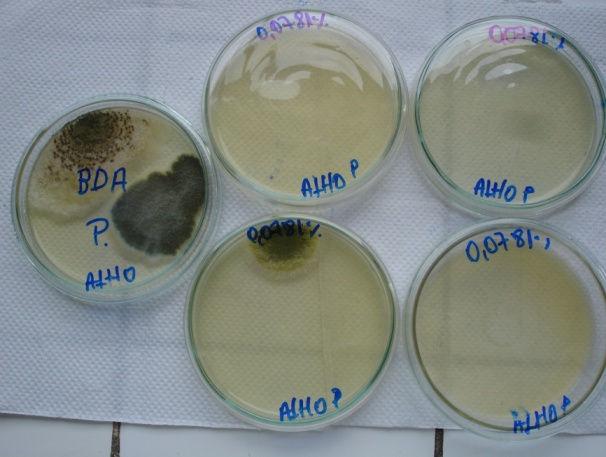 pergillus niger e Penicillium spp. ABDOU, I.A.; ABOU-ZEID, A.A.; EL- A fungitoxicidade de extratos de alho sobre a germinação de esporos de fungos tem sido assinalada em vários trabalhos.
