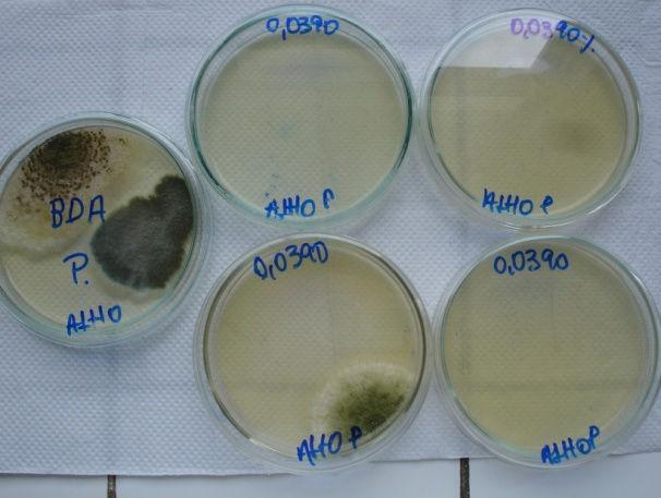 CONCLUSÕES Verificou-se bom desempenho do extrato oleoso de alho roxo na inibição do crescimento dos fungos Aspergillus niger e Penicillium spp.