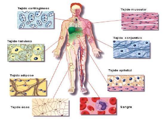 Ramos de estudo da Biologia Histologia Estuda os