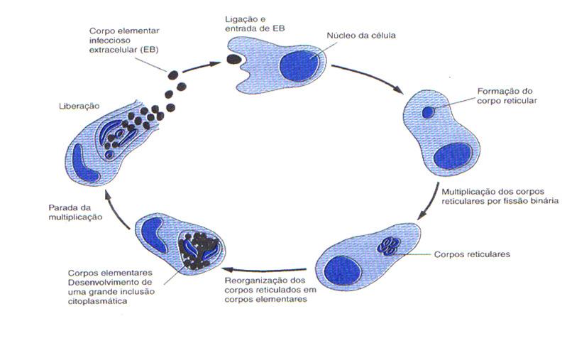 As clamídias têm ciclo replicativo diferente: se inicia quando o corpo elementar, extracelular, inerte, semelhante a um esporo, entra na célula e se reorganiza em um corpo reticulado, maior e