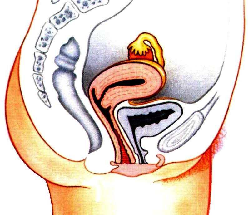 Sistema Genital Feminino Ovário: produz o ovócito e hormônios Tuba uterina: liga o ovário ao útero Útero: revestido pelo