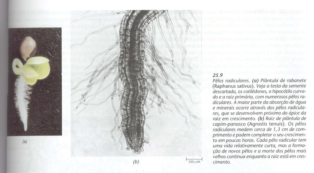 c) Estrutura primária da raiz Epiderme, córtex e cilindro central. EPIDERME: absorção de água e íons inorgânicos.