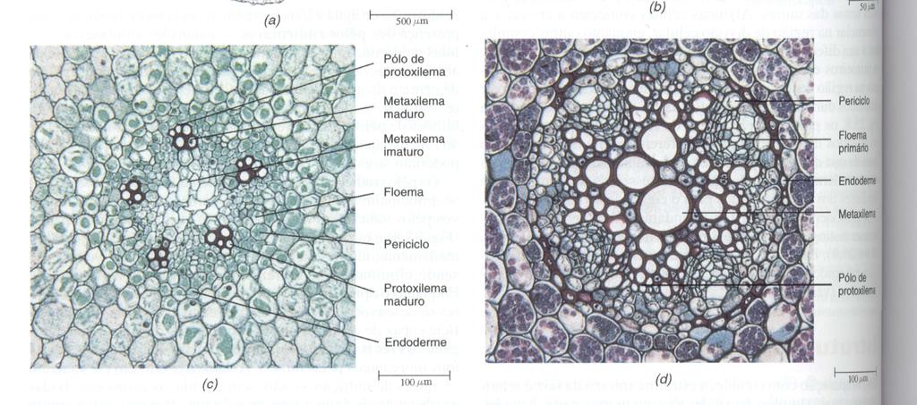 Raiz de ranúnculo: detalhe do cilindro vascular indiferenciado e detalhe do