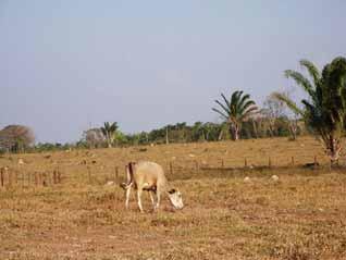 Programa 1. Conceitos básicos sobre manejo de pastagens 2. Breve histórico da pecuária na Amazônia 3.