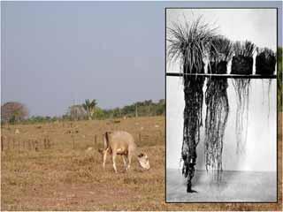 Insegurança na posse da terra