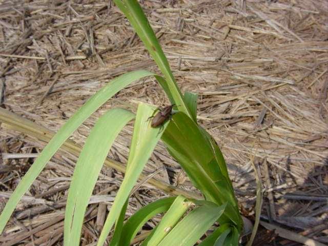 Sphenophorus