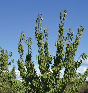 Cerejeira/ Cerejeira-brava Prunus avium Floração: março a maio Maturação dos frutos: maio a julho Árvore por vezes bastante grande de copa ampla.
