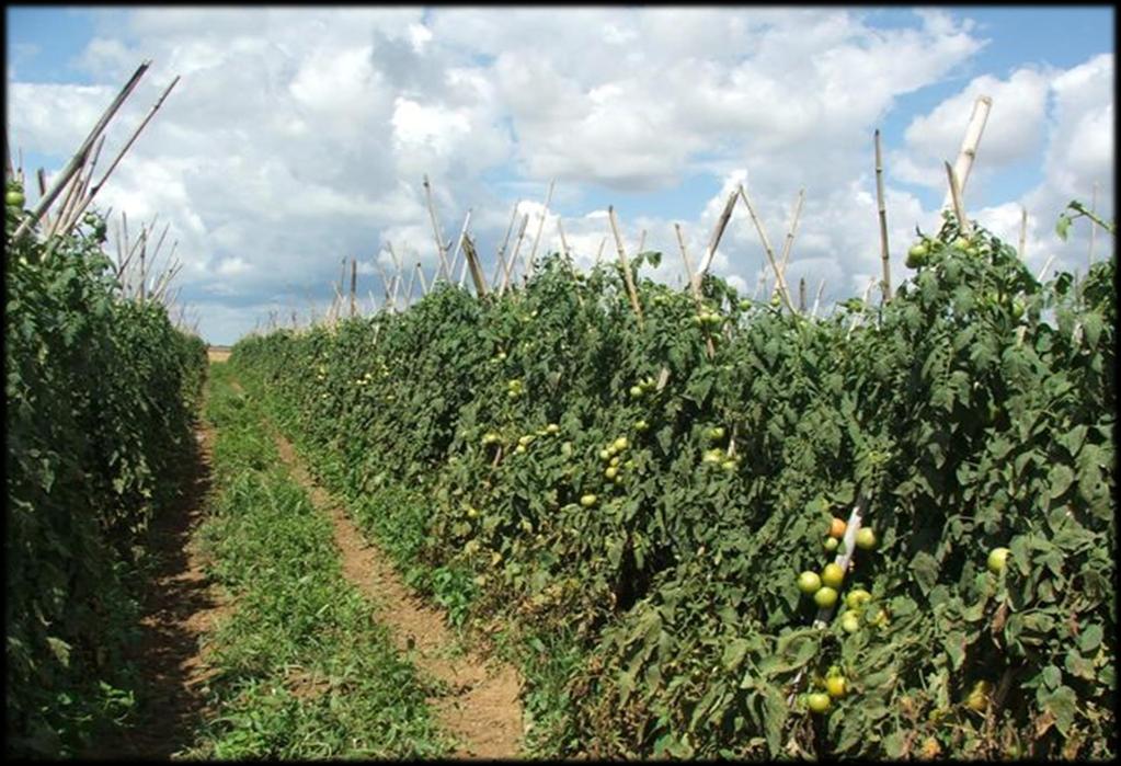 Plantas daninhas em lavoura de tomate FONTE: http://www.
