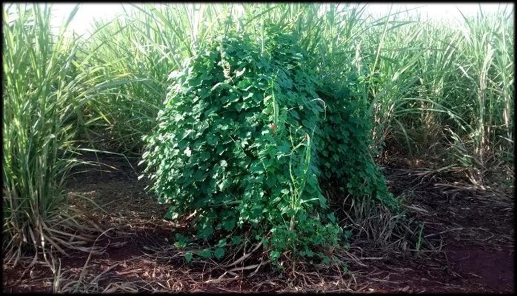 Corda-de-viola (Ipomoea sp.) em lavoura de cana FONTE: https://pt.linkedin.