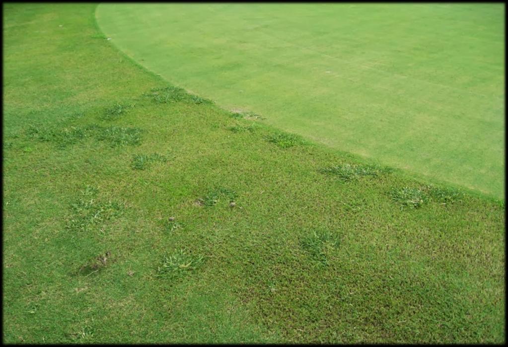 Plantas daninhas em campo de golfe FONTE: http://blog.