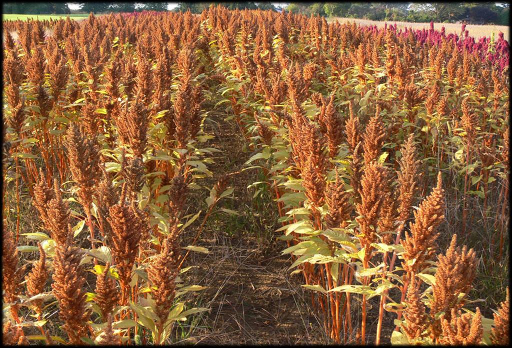 Alimento: produção comercial de caruru (Amaranthus cruentus) FONTE: