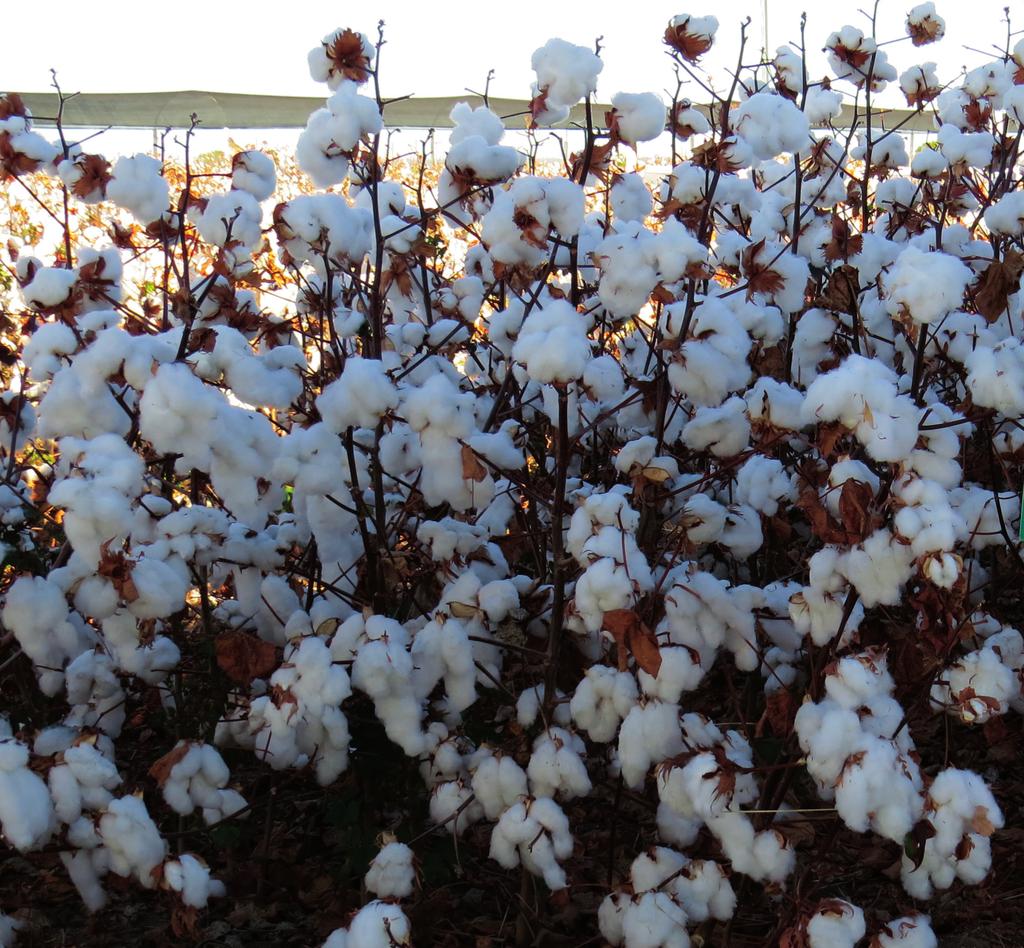 Pág. 10 Avaliações de Cultivares de Algodão no Cerrado da Bahia - Resultados das Safras 2014/15 e 2015/16 4. CONCLUSÕES E RECOMENDAÇÕES 4.2 CONCLUSÕES DA SAFRA 2015/16 4.