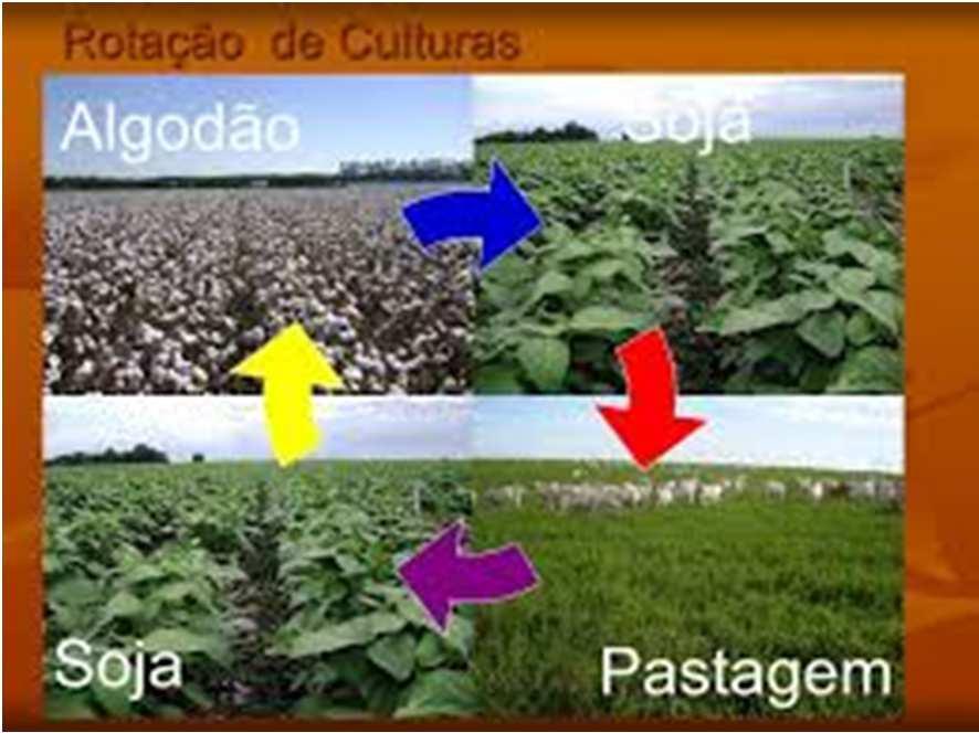A ROTAÇÃO DE CULTURAS Consiste na troca de planta a ser cultivada a cada ano para a recuperação dos nutrientes do