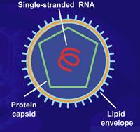 ETIOLOGIA Flavivírus, gênero Pestivírus, RNA Amostras com antigenicidade e patogenicidade variável 3 grupos genéticos baseados no gene E2 com 10 subgrupos, utilizado para evidenciar origem dos focos