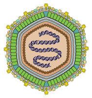 ETIOLOGIA DNA vírus composto por DNA de fita dupla Possui tropismo por macrófagos Possui mecanismos de evasão imune, diminuindo ação macrófagos e inibindo mecanismos apoptóticos Possui vários