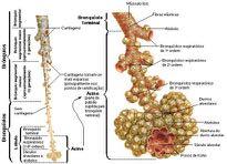 Bronquíolos Tubo cartilaginoso que