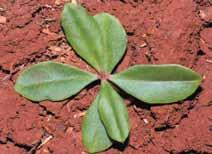 Talinum paniculatum Nome comum: Maria-gorda Planta anual ou perene, herbácea, lisa, medindo até 75 cm de altura. Sobrevive em áreas com algum sombreamento.