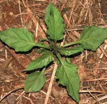Solanum americanum Nome comum: Maria-pretinha Planta anual com alta capacidade de proliferação por semente. Para vegetar, exige solo fértil, rico em nitrogênio e com boa umidade.