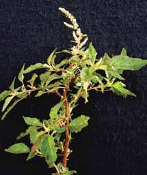 Amaranthus spinosus Nome comum: Caruru-de-espinho Planta ereta anual, com reprodução por semente, muito ramificada e com espinhos.
