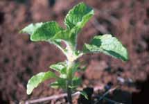 Ageratum conyzoides Nome comum: Mentrasto Planta anual, que se reproduz por semente. Adapta-se bem em solos argilosos e locais úmidos, mas tolera ambientes relativamente secos.