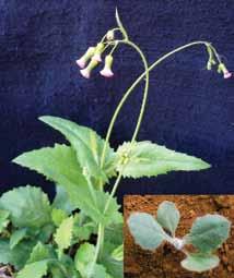Emilia sonchifolia Nome comum: Falsa-serralha Planta anual que se reproduz por semente. Vegeta melhor em solos ricos, embora infeste também solos de baixa fertilidade.
