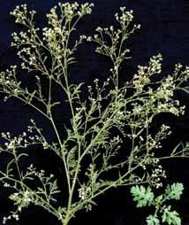 Parthenium hysterophorus Nome comum: Losna-branca Planta anual que se reproduz por semente.