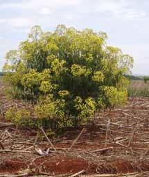 Senecio brasiliensis Nome comum: Maria-mole Planta perene, que se reproduz por semente. Vegeta em solos ácidos, aumentando sua agressividade em solo com ph corrigido e adubado.