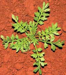 Coronopus didymus Nome comum: Mastruço Planta anual, herbácea com odor desagradável, muito ramificada, com caules rasteiros, com reprodução por semente.