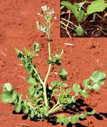 Raphanus raphanistrum Nome comum: Nabiça Planta anual, ereta, herbácea, aromática, variando de 50 a 100 cm de altura, caule ramificado e reprodução por semente.