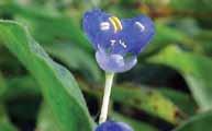 Commelina benghalensis Nome comum: Trapoeraba Planta perene, que se reproduz por semente aérea e subterrânea. A dispersão também é feita por pedaços de ramo, quando espalhados.