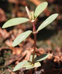 Chamaesyce hyssopifolia Nome comum: Erva-andorinha Planta anual, herbácea bastante ramificada e leitosa.