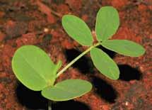 Senna obtusifolia Nome comum: Fedegoso Planta anual, subarbustiva, lenhosa, ereta, podendo chegar a 2 m de altura. Tolera muito bem solo ácido.