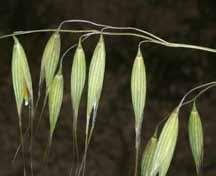Avena fatua Nome comum: Aveia selvagem Planta anual, ereta, perfilhada, com reprodução por sementes as quais possuem germinação desuniforme e viabilidade por longo períodos.
