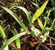 Brachiaria brizantha Nome comum: Brizantão Planta perene que se reproduz por semente. Cresce melhor em locais úmidos e quentes.