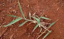 Brachiaria decumbens Nome comum: Capim-braquiária Planta perene, entoucerada, que se reproduz vegetativamente e por semente, rizomatosa, podendo emitir raízes nos nós inferiores.
