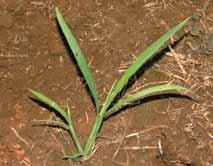 Echinochloa colonum Nome comum:capim-arroz Planta anual, geralmente ereta. Logo após o preparo do solo, é uma das primeiras espécies a emergir e se desenvolver, formando touceiras compactas.