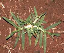 Eleusine indica Nome comum: Capim-pé-de-galinha Planta ereta e entouceirada. É pouco exigente em relação ao solo, desenvolvendo-se também em uma ampla faixa de ph.