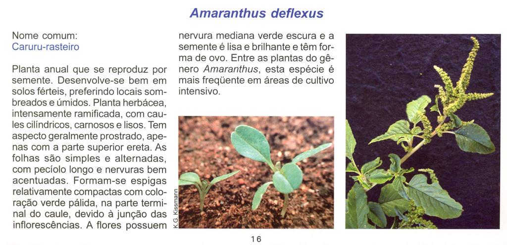 Amaranthus deflexus Nome comum: Caruru-rasteiro Planta anual que se reproduz por semente. Desenvolve-se bem em solos férteis, preferindo locais sombreados e úmidos.