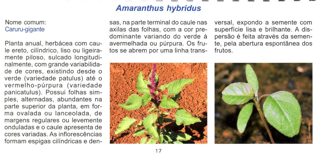 Amaranthus hybridus Nome comum: Caruru-gigante Planta anual, herbácea com caule ereto, cilíndrico, liso ou ligeiramente piloso, sulcado longitudinalmente, com grande variabilidade de cores, existindo