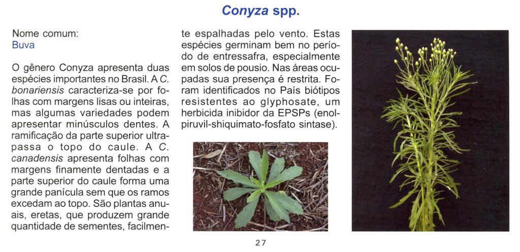 Conyza spp, Nome comum: Buva o gênero Conyza apresenta duas espécies importantes no Brasil. A C.