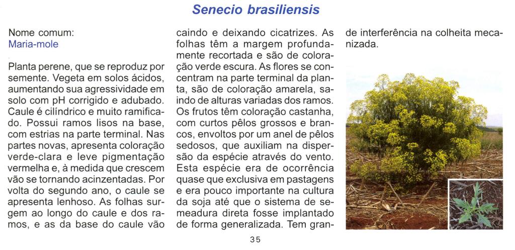 Senecio brasiliensis Nome comum: Maria-mole Planta perene, que se reproduz por semente. Vegeta em solos ácidos, aumentando sua agressividade em solo com ph corrigido e adubado.