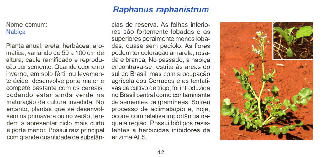 Raphanus raphanistrum Nome comum: Nabiça Planta anual, ereta, herbácea, aromática, variando de 50 a 100 cm de altura, caule ramificado e reprodução por semente.