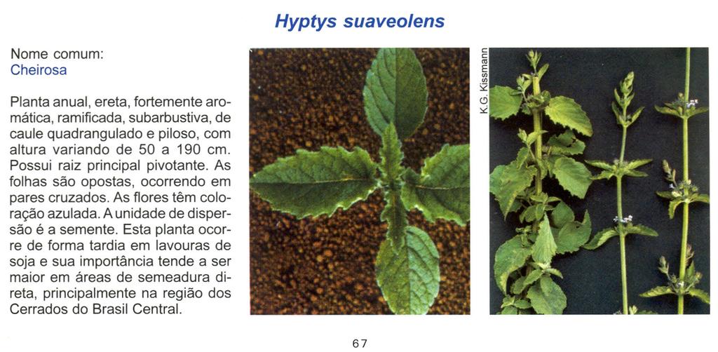 Hyptys suaveolens Nome comum: Cheirosa Planta anual, ereta, fortemente aromática, ramificada, subarbustiva, de caule quadrangulado e piloso, com altura variando de 50 a 190 cm.