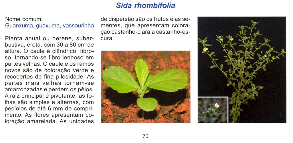 Sida rhombifolia Nome comum: Guanxuma, guaxuma, vassourinha Planta anual ou perene, subarbustiva, ereta, com 30 a 80 cm de altura.