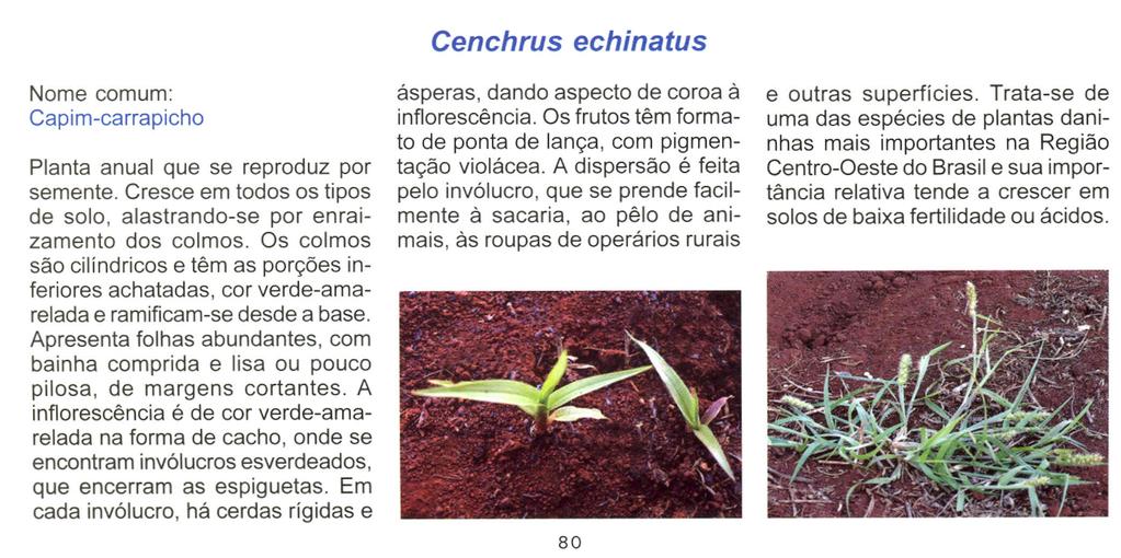 Nome comum: Capim-carrapicho Planta anual que se reproduz por semente. Cresce em todos os tipos de solo, alastrando-se por enraizamento dos colmos.